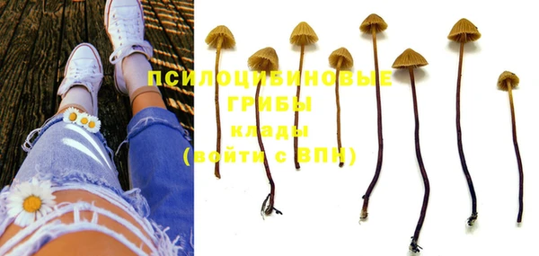 индика Богданович